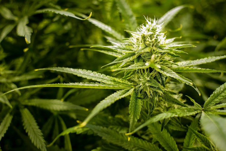 20 Days and 20 ways to Celebrate 4/20