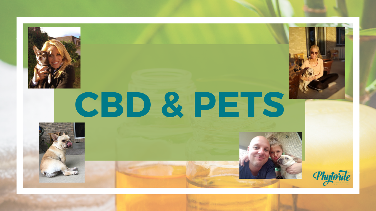 CBD and Pets