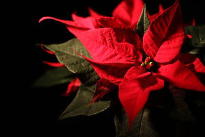 Plant history - Pointsettias