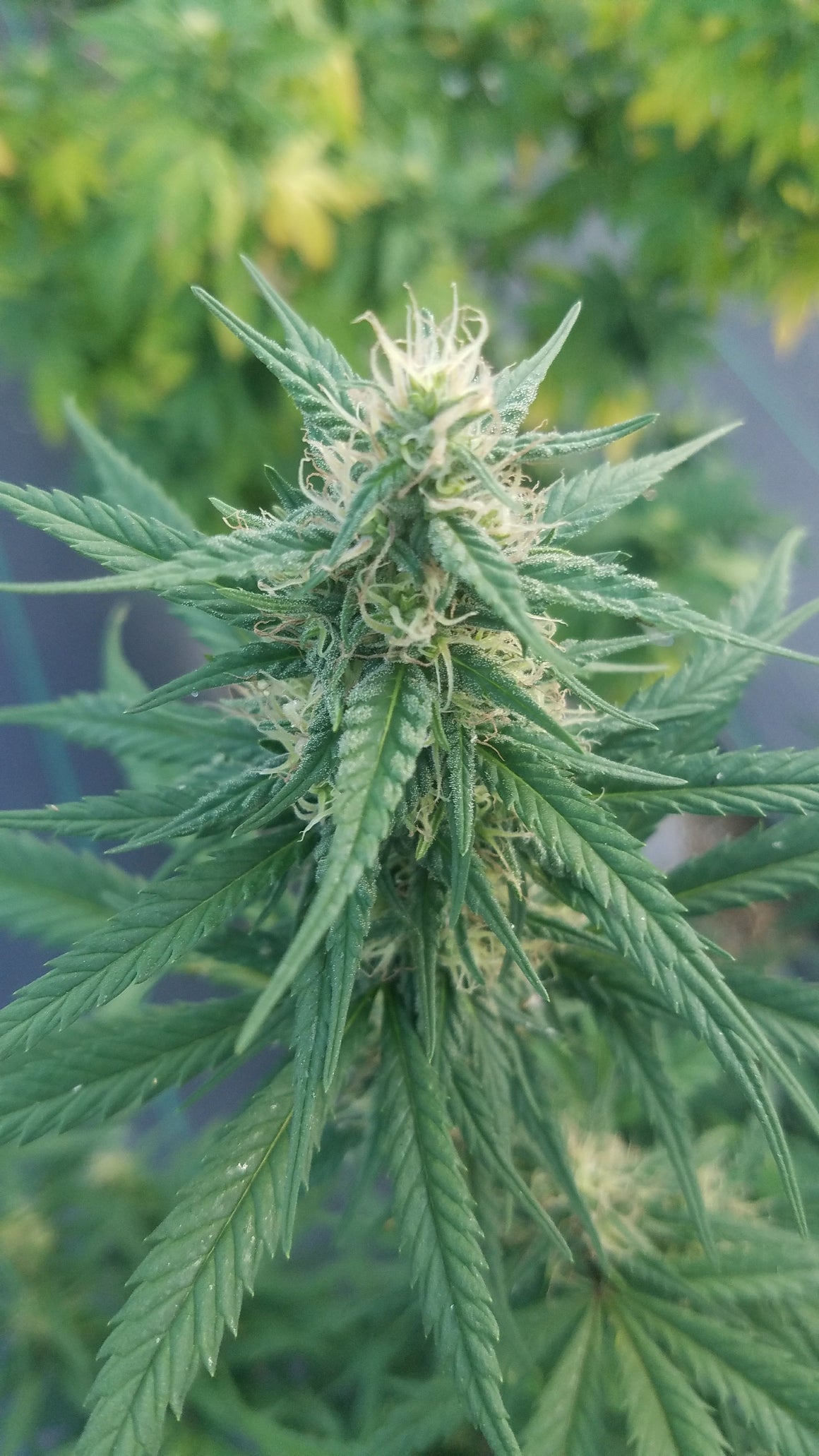 Hemp Flower